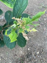 팜모닝 감·병해충상담 게시글 이미지