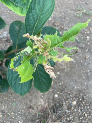 대한단감님의 감 · 병해충상담 작성글 사진