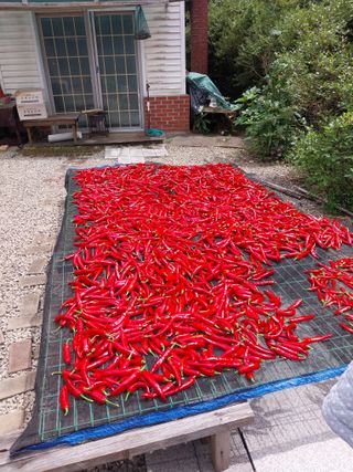 박우범님의 고추 · 병해충상담 작성글 사진