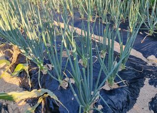 아침농원님의 파 · 병해충상담 작성글 사진