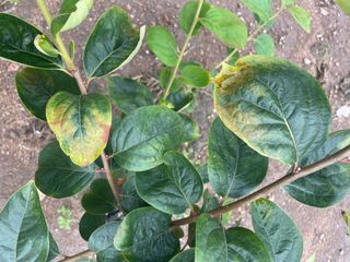 대한단감님의 감 · 병해충상담 작성글 사진