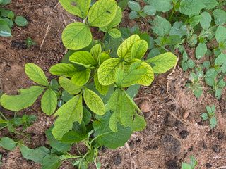 박영섭님의 콩 · 병해충상담 작성글 사진