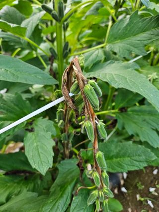 보람농장님의 참깨 · 병해충상담 작성글 사진