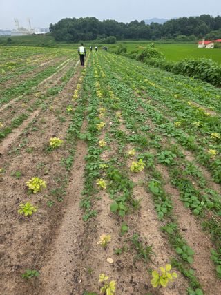 박영섭님의 콩 · 병해충상담 작성글 사진