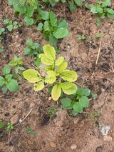 팜모닝 콩·병해충상담 게시글 이미지