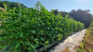 아침농원님의 참깨 · 병해충상담 작성글 사진