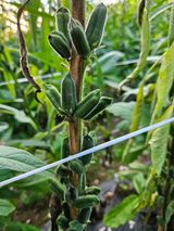 팜모닝 참깨·병해충상담 게시글 이미지