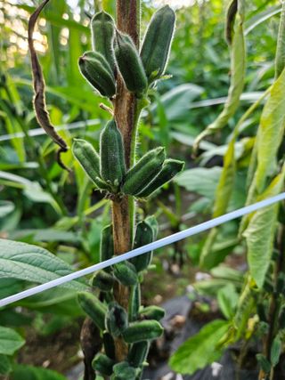 보람농장님의 참깨 · 병해충상담 작성글 사진