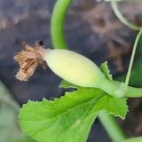 팜모닝 기타작물·병해충상담 게시글 이미지