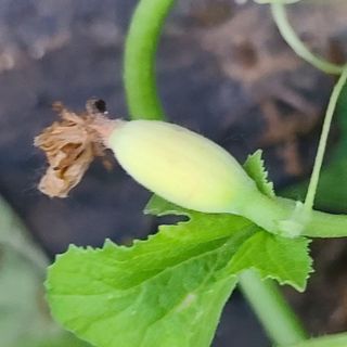 알 수 없음님의 기타작물 · 병해충상담 작성글 사진