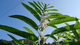 아침농원님의 참깨 · 병해충상담 작성글 사진
