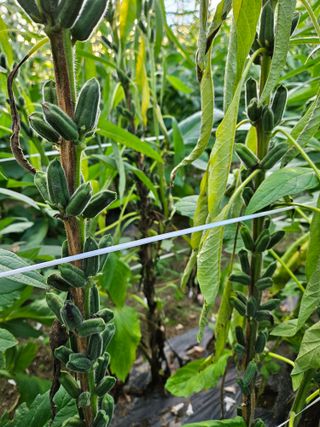 보람농장님의 참깨 · 병해충상담 작성글 사진