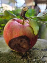 팜모닝 사과·병해충상담 게시글 이미지