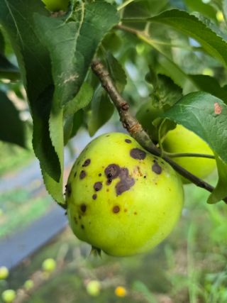 김성환님의 사과 · 병해충상담 작성글 사진