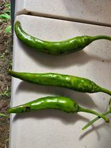 팜모닝 고추·병해충상담 게시글 이미지