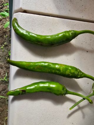 준수님의 고추 · 병해충상담 작성글 사진