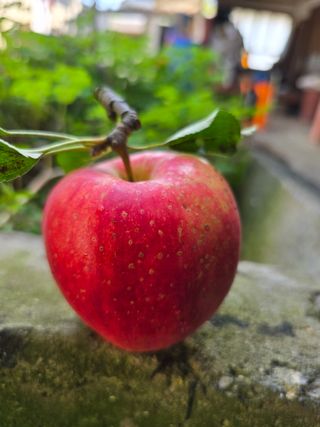 김성환님의 사과 · 병해충상담 작성글 사진