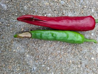 천성을향하여님의 고추 · 병해충상담 작성글 사진