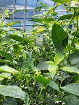 팜모닝 고추·병해충상담 게시글 이미지