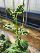 팜모닝 오이·병해충상담 게시글 이미지