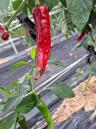 천성을향하여님의 고추 · 병해충상담 작성글 사진