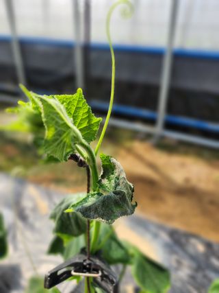 동자개님의 오이 · 병해충상담 작성글 사진