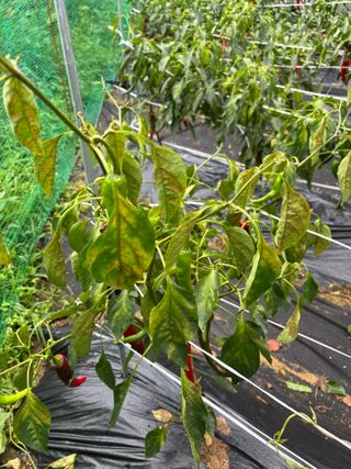 대자연농장님의 고추 · 병해충상담 작성글 사진