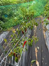 팜모닝 고추·병해충상담 게시글 이미지