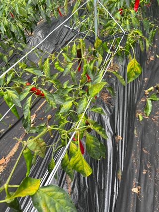 대자연농장님의 고추 · 병해충상담 작성글 사진