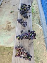 팜모닝 포도·병해충상담 게시글 이미지