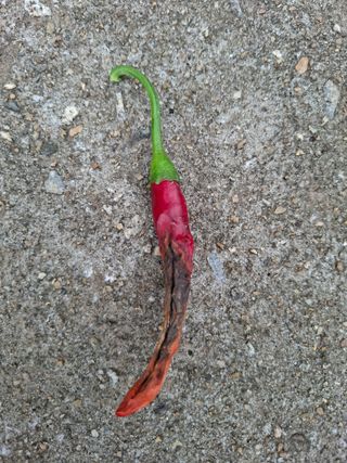 천성을향하여님의 고추 · 병해충상담 작성글 사진