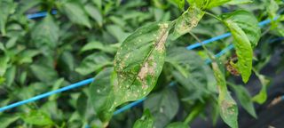 정진해님의 고추 · 병해충상담 작성글 사진