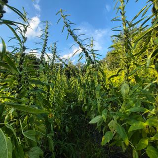 박흠님의 참깨 · 병해충상담 작성글 사진