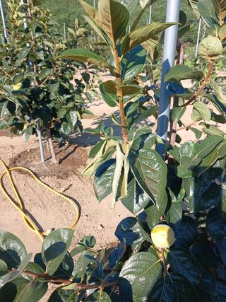 청사초롱님의 감 · 병해충상담 작성글 사진