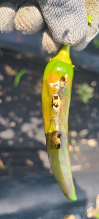 정진해님의 고추 · 병해충상담 작성글 사진