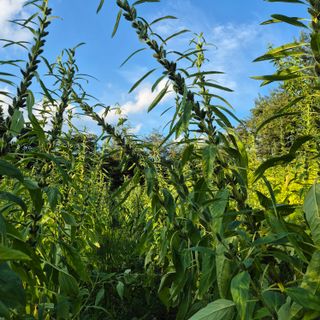 박흠님의 참깨 · 병해충상담 작성글 사진