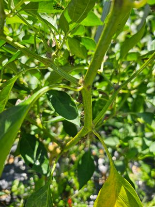 조영민님의 고추 · 병해충상담 작성글 사진