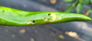 정진해님의 고추 · 병해충상담 작성글 사진