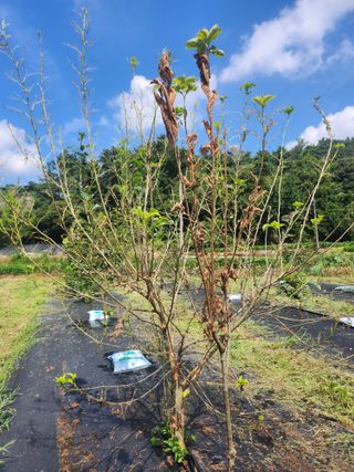 김진영님님의 감 · 병해충상담 작성글 사진