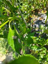 팜모닝 고추·병해충상담 게시글 이미지