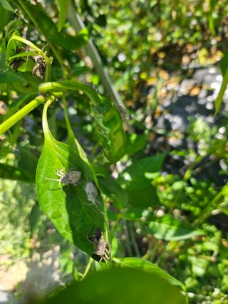 조영민님의 고추 · 병해충상담 작성글 사진