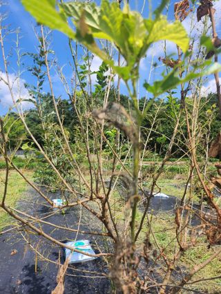 김진영님님의 감 · 병해충상담 작성글 사진