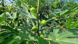 아침농원님의 기타작물 · 병해충상담 작성글 사진