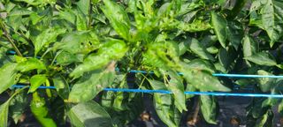 정진해님의 고추 · 병해충상담 작성글 사진