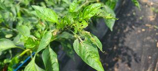 정진해님의 고추 · 병해충상담 작성글 사진