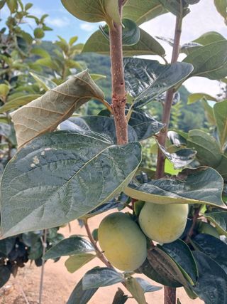 청사초롱님의 감 · 병해충상담 작성글 사진