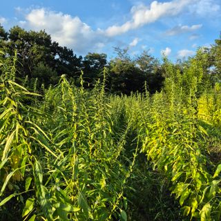 박흠님의 참깨 · 병해충상담 작성글 사진
