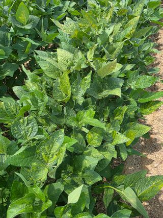 이병현님의 콩 · 병해충상담 작성글 사진