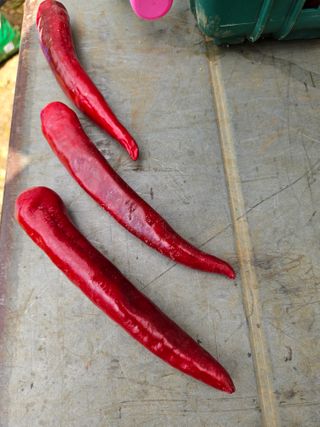 이철님의 고추 · 병해충상담 작성글 사진