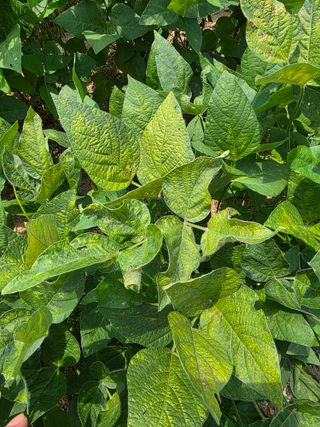 이병현님의 콩 · 병해충상담 작성글 사진